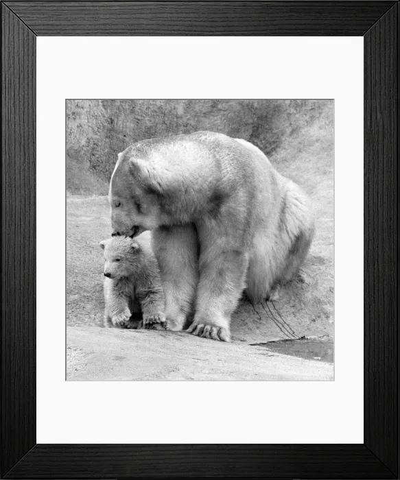 Framed Print : Pipaluk the polar bear cub ventures out of his private den on to the Mappin Terraces Framed Print : Pipaluk the polar bear cub ventures out of his private den on to the Mappin Terraces