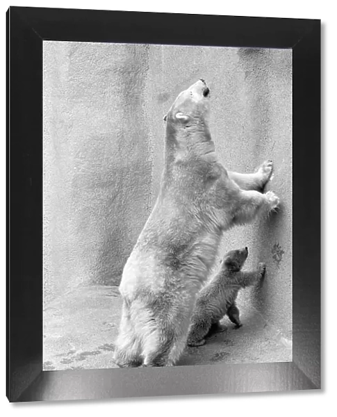 Pipaluk the polar bear cub ventures out of his private den on to the Mappin Terraces