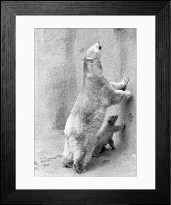 Framed Print : Pipaluk the polar bear cub ventures out of his private den on to the Mappin Terraces Framed Print : Pipaluk the polar bear cub ventures out of his private den on to the Mappin Terraces