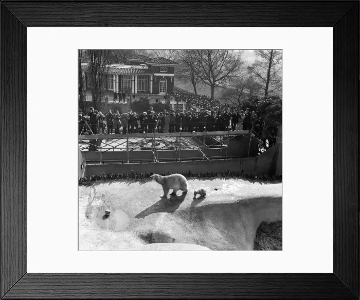 Framed Print : Pipaluk the polar bear cub ventures out of his private den on to the Mappin Terraces Framed Print : Pipaluk the polar bear cub ventures out of his private den on to the Mappin Terraces