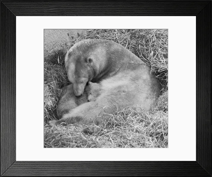 Framed Print : Pipaluk the polar bear cub ventures out of his private den on to the Mappin Terraces Framed Print : Pipaluk the polar bear cub ventures out of his private den on to the Mappin Terraces