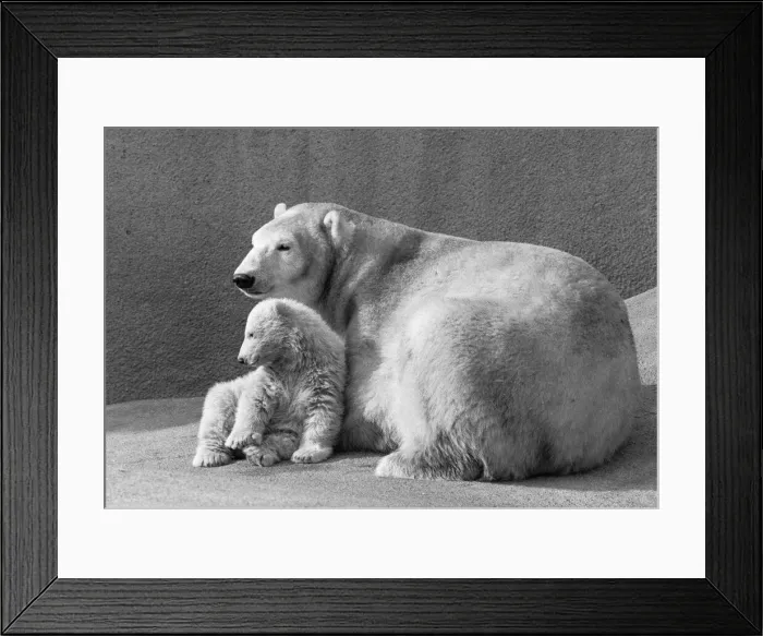 Framed Print : Pipaluk the polar bear cub ventures out of his private den on to the Mappin Terraces Framed Print : Pipaluk the polar bear cub ventures out of his private den on to the Mappin Terraces