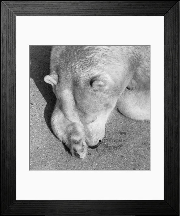 Framed Print : Sally the mother of Pipaluk the polar bear cub who ventures out of his private den on to Framed Print : Sally the mother of Pipaluk the polar bear cub who ventures out of his private den on to