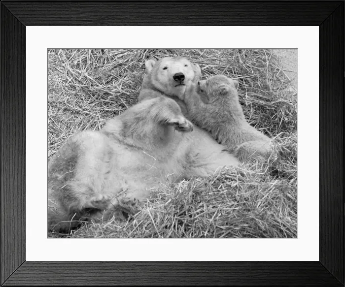 Framed Print : Pipaluk the polar bear cub ventures out of his private den on to the Mappin Terraces Framed Print : Pipaluk the polar bear cub ventures out of his private den on to the Mappin Terraces