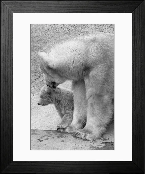 Framed Print : Pipaluk the polar bear cub ventures out of his private den on to the Mappin Terraces Framed Print : Pipaluk the polar bear cub ventures out of his private den on to the Mappin Terraces