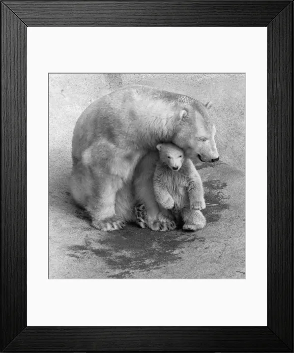 Framed Print : Pipaluk the polar bear cub ventures out of his private den on to the Mappin Terraces Framed Print : Pipaluk the polar bear cub ventures out of his private den on to the Mappin Terraces