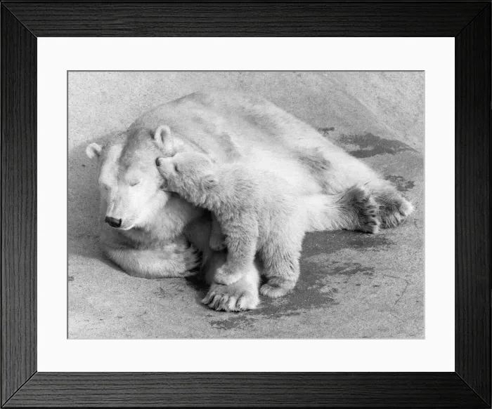 Framed Print : Pipaluk the polar bear cub ventures out of his private den on to the Mappin Terraces Framed Print : Pipaluk the polar bear cub ventures out of his private den on to the Mappin Terraces