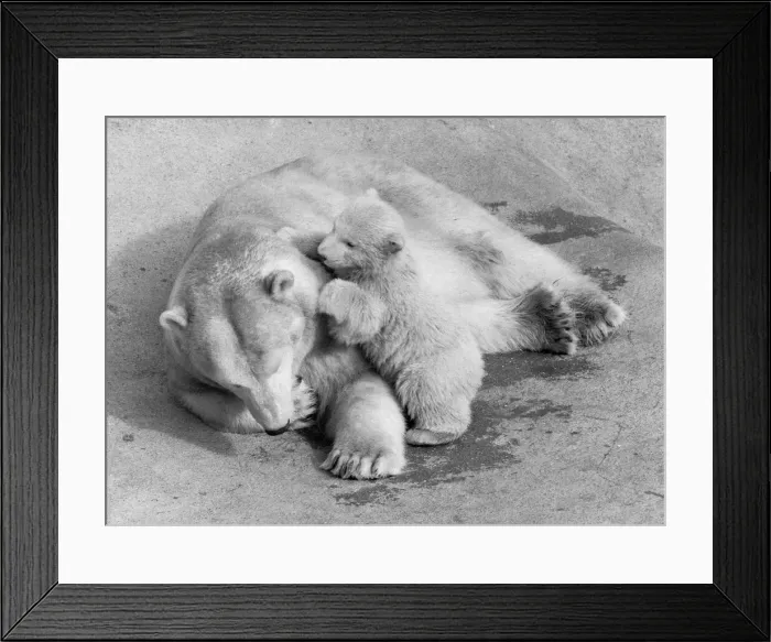 Framed Print : Pipaluk the polar bear cub ventures out of his private den on to the Mappin Terraces Framed Print : Pipaluk the polar bear cub ventures out of his private den on to the Mappin Terraces