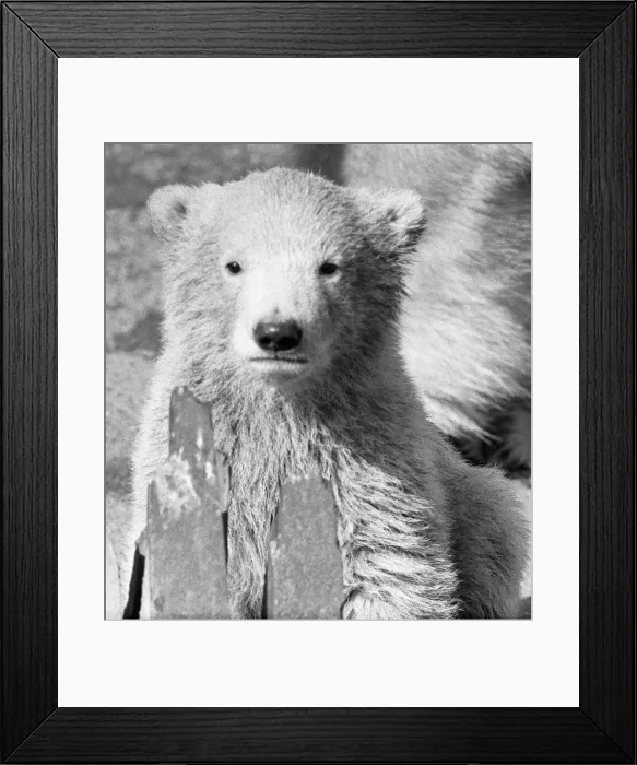 Framed Print : Pipaluk the polar bear cub ventures out of his private den on to the Mappin Terraces Framed Print : Pipaluk the polar bear cub ventures out of his private den on to the Mappin Terraces