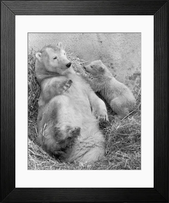 Framed Print : Pipaluk the polar bear cub ventures out of his private den on to the Mappin Terraces Framed Print : Pipaluk the polar bear cub ventures out of his private den on to the Mappin Terraces