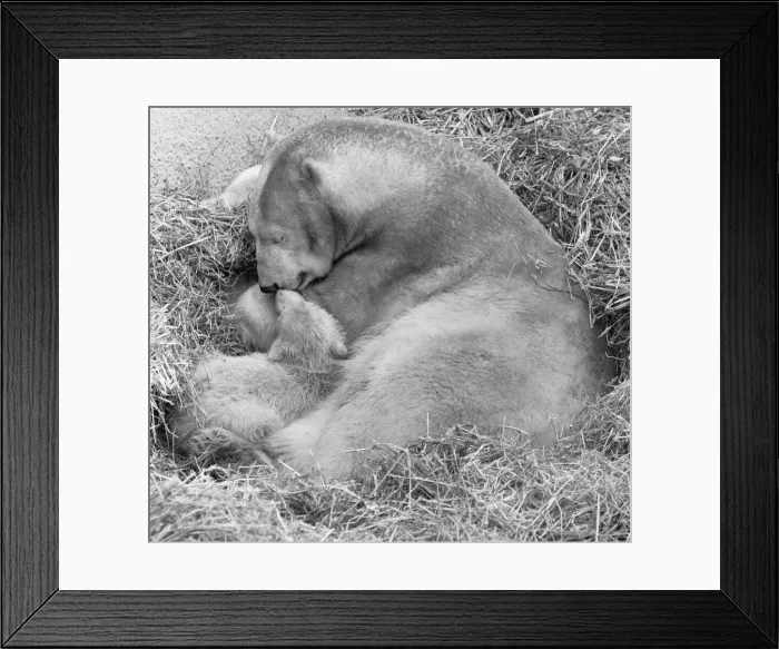 Framed Print : Pipaluk the polar bear cub ventures out of his private den on to the Mappin Terraces Framed Print : Pipaluk the polar bear cub ventures out of his private den on to the Mappin Terraces