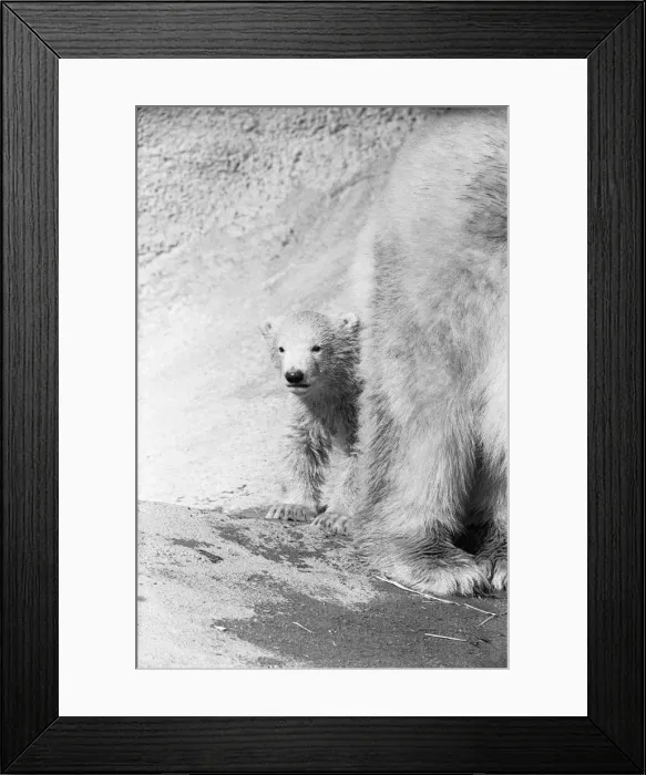 Framed Print : Pipaluk the polar bear cub ventures out of his private den on to the Mappin Terraces Framed Print : Pipaluk the polar bear cub ventures out of his private den on to the Mappin Terraces