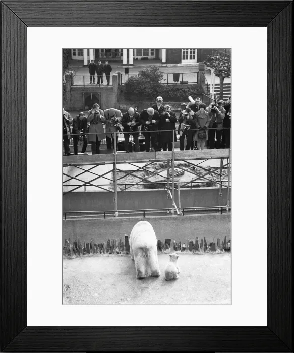 Framed Print : Pipaluk the polar bear cub ventures out of his private den on to the Mappin Terraces Framed Print : Pipaluk the polar bear cub ventures out of his private den on to the Mappin Terraces