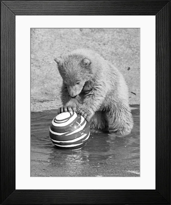 Framed Print : Pipaluk the polar bear cub ventures out of his private den on to the Mappin Terraces Framed Print : Pipaluk the polar bear cub ventures out of his private den on to the Mappin Terraces