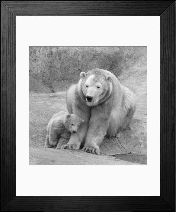 Framed Print : Pipaluk the polar bear cub ventures out of his private den on to the Mappin Terraces Framed Print : Pipaluk the polar bear cub ventures out of his private den on to the Mappin Terraces