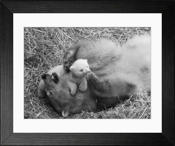 Framed Print : For the first time, Paddiwack the polar bear cub born to Sam Framed Print : For the first time, Paddiwack the polar bear cub born to Sam