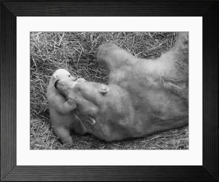 Framed Print : For the first time, Paddiwack the polar bear cub born to Sam Framed Print : For the first time, Paddiwack the polar bear cub born to Sam