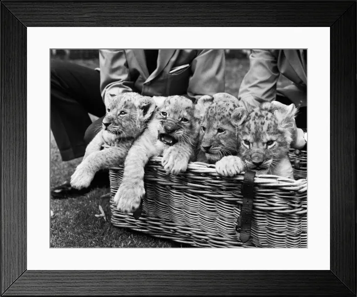 Framed Print : Four lion cubs, born to Kim and Singh on the 10th June 1971 met visitors for the first Framed Print : Four lion cubs, born to Kim and Singh on the 10th June 1971 met visitors for the first