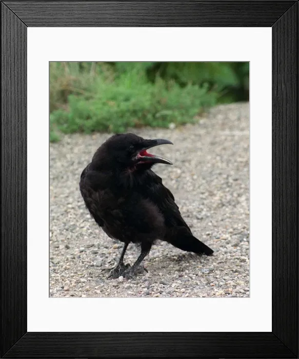 Framed Print : Crow bird July 1999 Framed Print : Crow bird July 1999