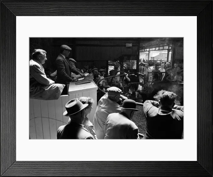 Framed Print : Livestock market held in Diss, Norfolk. 27th July 1963