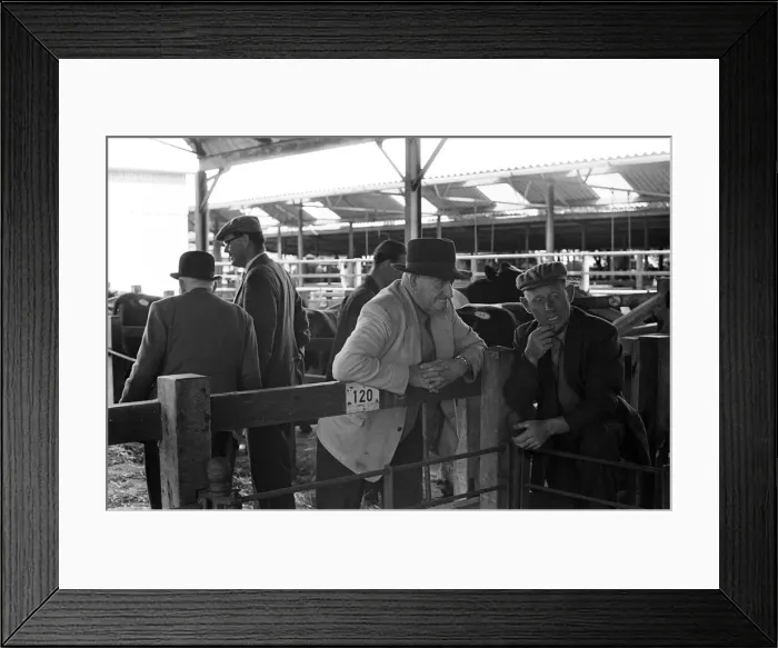 Framed Print : Livestock market held in Diss, Norfolk. 27th July 1963