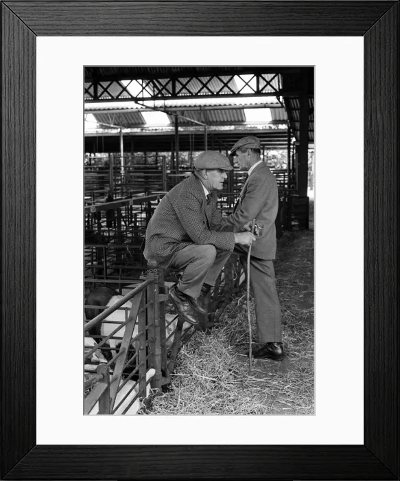 Framed Print : Livestock market held in Diss, Norfolk. 27th July 1963 Framed Print : Livestock market held in Diss, Norfolk. 27th July 1963