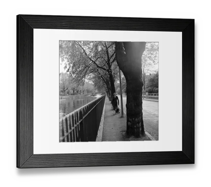 Framed Print : The sun shining through the new leafs on the trees near the Union Canal, Paddington Framed Print : The sun shining through the new leafs on the trees near the Union Canal, Paddington