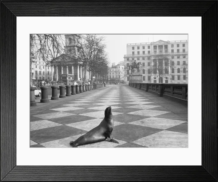 Framed Print : It was exactly 11. 50am on a cold bright morning at Trafalgar Square when four 8 year old