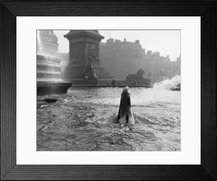 Framed Print : It was exactly 11. 50am on a cold bright morning at Trafalgar Square when four 8 year old