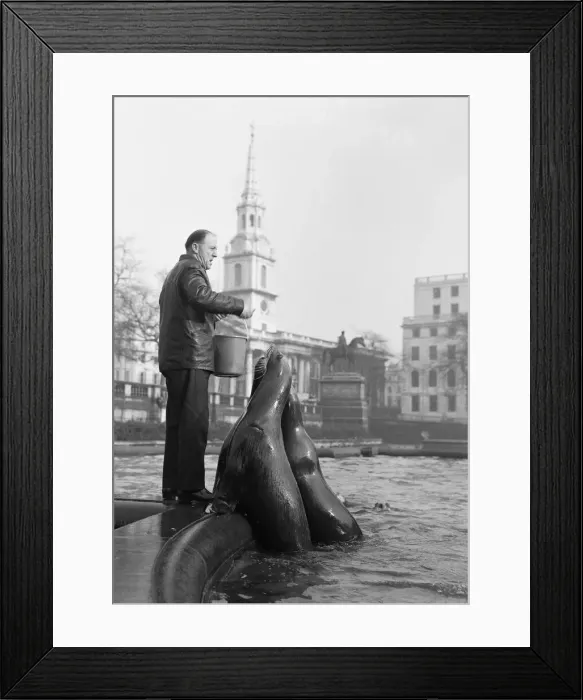 Framed Print : It was exactly 11. 50am on a cold bright morning at Trafalgar Square when four 8 year old Framed Print : It was exactly 11. 50am on a cold bright morning at Trafalgar Square when four 8 year old