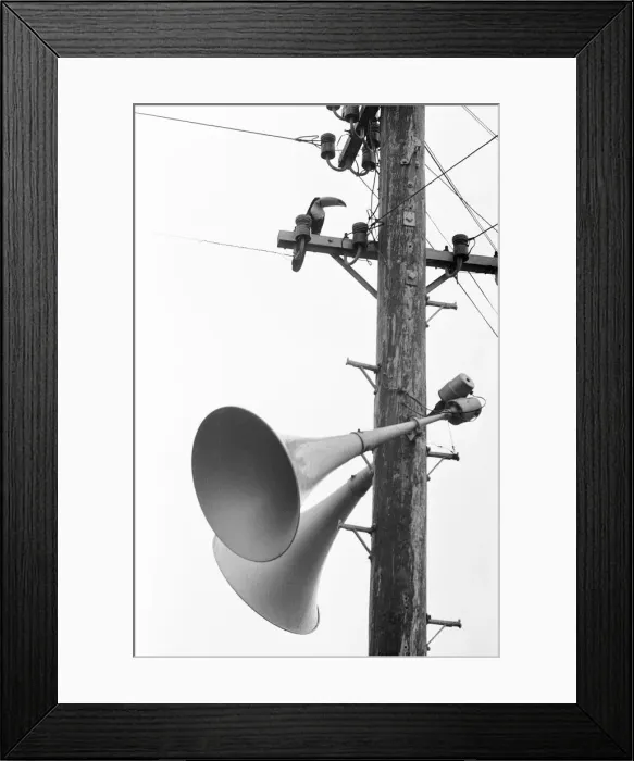 Framed Print : Calling all toucans. Toby a five year old sulpher breasted toucan got out of his cage Framed Print : Calling all toucans. Toby a five year old sulpher breasted toucan got out of his cage