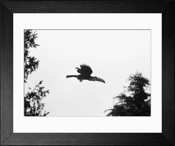 Framed Print : Calling all toucans. Toby a five year old sulpher breasted toucan got out of his cage Framed Print : Calling all toucans. Toby a five year old sulpher breasted toucan got out of his cage