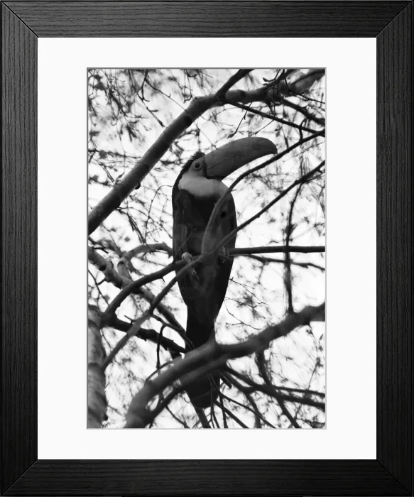 Framed Print : Calling all toucans. Toby a five year old sulpher breasted toucan got out of his cage Framed Print : Calling all toucans. Toby a five year old sulpher breasted toucan got out of his cage