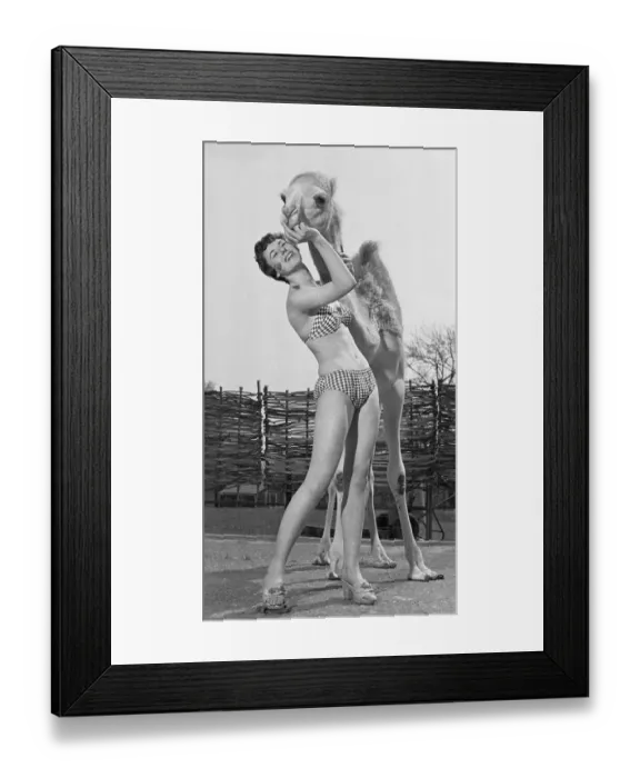 Framed Print : Carol Fisher from Clapham, London seen here with a young camel calf at Chessington Zoo