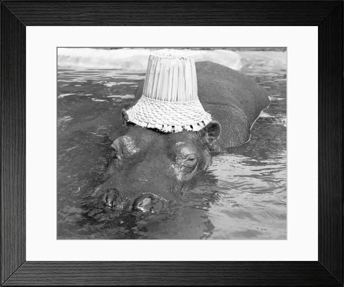 Framed Print : If you want to get ahead, get a hippo! Humphrey the hippo is known as a bad tempered