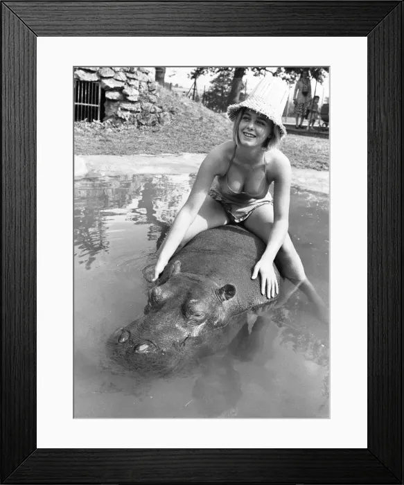 Framed Print : If you want to get ahead, get a hippo! Humphrey the hippo is known as a bad tempered