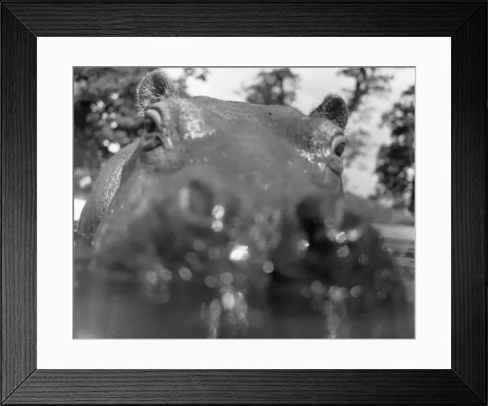 Framed Print : If you want to get ahead, get a hippo! Humphrey the hippo is known as a bad tempered Framed Print : If you want to get ahead, get a hippo! Humphrey the hippo is known as a bad tempered
