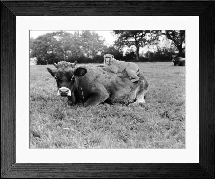 Framed Print : Farmer Herbert Browning of Woodmancote, Sussex, never has any worries about the safety of