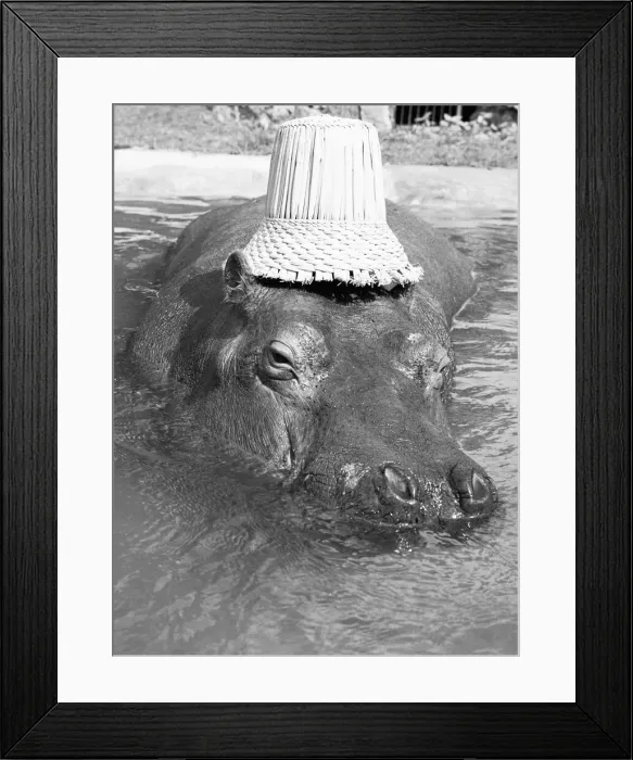 Framed Print : If you want to get ahead, get a hippo! Humphrey the hippo is known as a bad tempered Framed Print : If you want to get ahead, get a hippo! Humphrey the hippo is known as a bad tempered