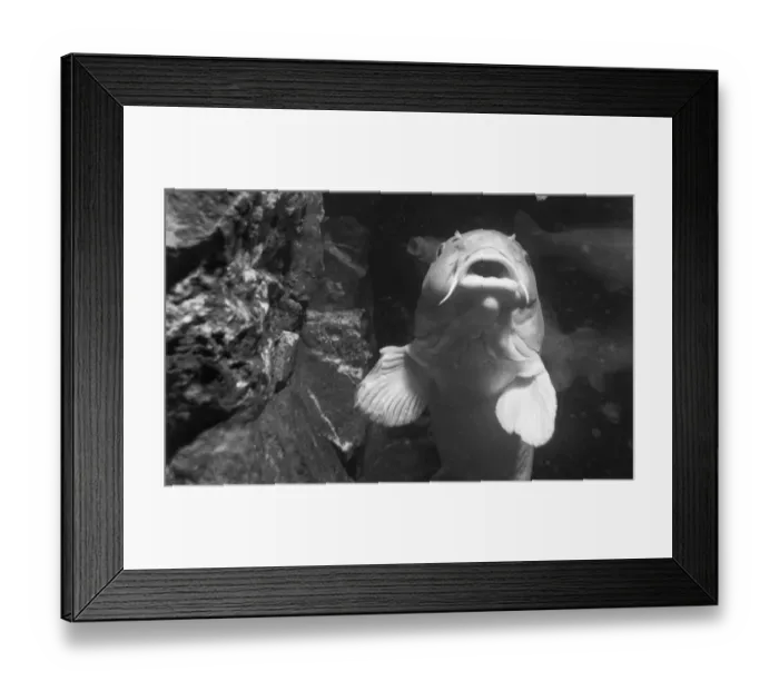 Framed Print : Clarissa the 44 lb Carp at the London Zoo aquarium takes a closer look Mirror Framed Print : Clarissa the 44 lb Carp at the London Zoo aquarium takes a closer look Mirror