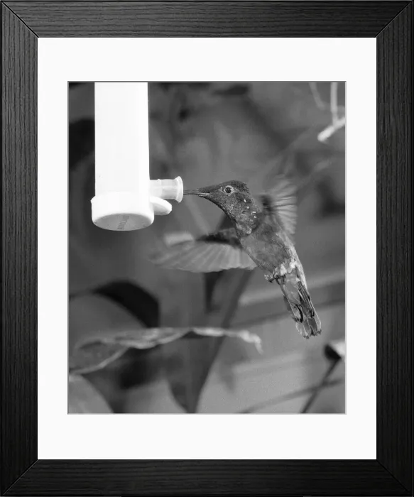 Framed Print : To See It Is Just A Blur. The humming bird, one of the tiniest of all birds of which Framed Print : To See It Is Just A Blur. The humming bird, one of the tiniest of all birds of which