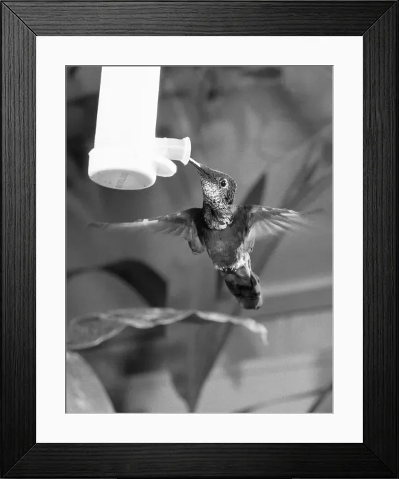 Framed Print : To See It Is Just A Blur. The humming bird, one of the tiniest of all birds of which Framed Print : To See It Is Just A Blur. The humming bird, one of the tiniest of all birds of which