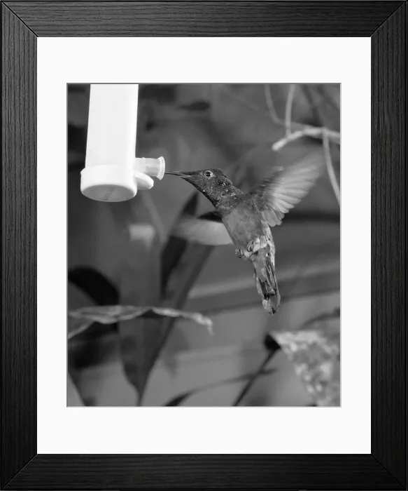 Framed Print : To See It Is Just A Blur. The humming bird, one of the tiniest of all birds of which Framed Print : To See It Is Just A Blur. The humming bird, one of the tiniest of all birds of which