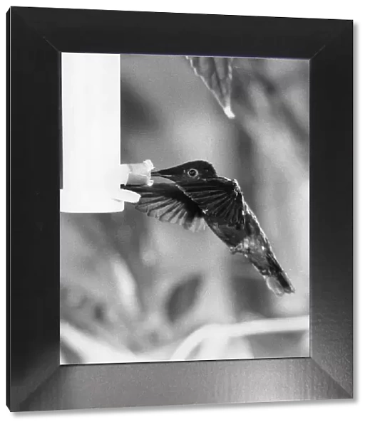 To See It Is Just A Blur. The humming bird, one of the tiniest of all birds of which
