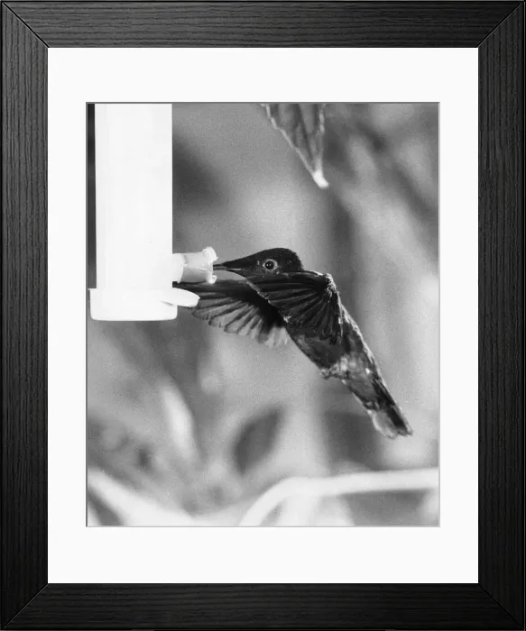 Framed Print : To See It Is Just A Blur. The humming bird, one of the tiniest of all birds of which