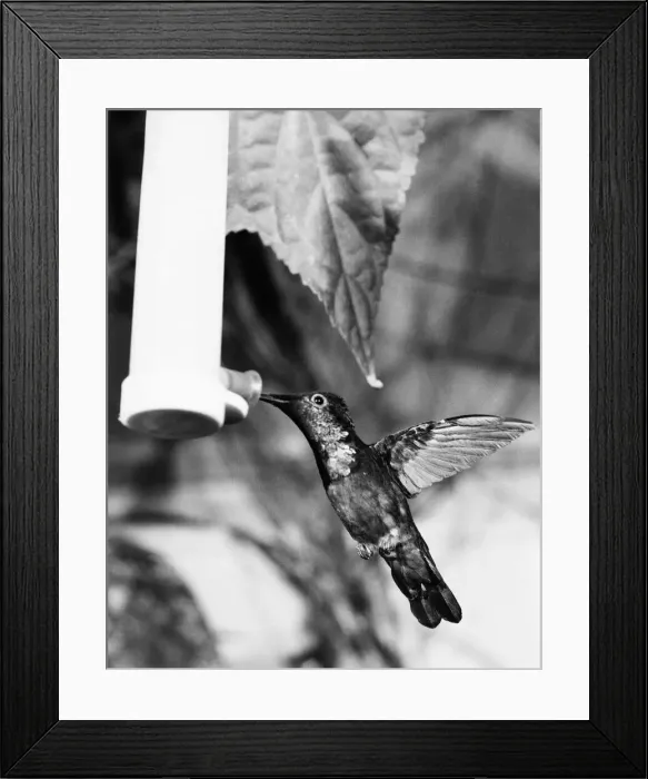 Framed Print : To See It Is Just A Blur. The humming bird, one of the tiniest of all birds of which Framed Print : To See It Is Just A Blur. The humming bird, one of the tiniest of all birds of which