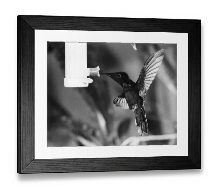Framed Print : To See It Is Just A Blur. The humming bird, one of the tiniest of all birds of which