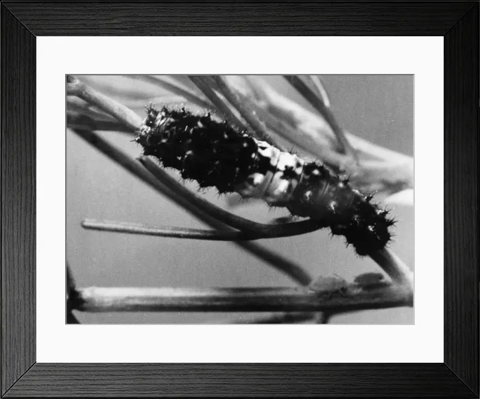 Framed Print : Caterpillar of the Swallowtail butterfly. Circa 1948 Framed Print : Caterpillar of the Swallowtail butterfly. Circa 1948
