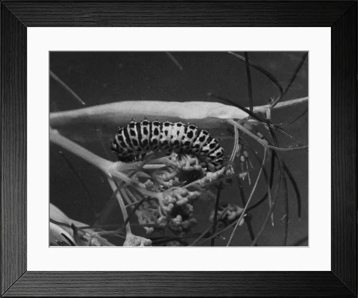 Framed Print : Caterpillar of the Swallowtail butterfly. Circa 1948 Framed Print : Caterpillar of the Swallowtail butterfly. Circa 1948