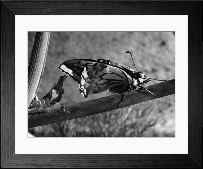 Framed Print : The Birth of a Butterfly. A Swallowtail butterfly seen here pumping after emerging Framed Print : The Birth of a Butterfly. A Swallowtail butterfly seen here pumping after emerging